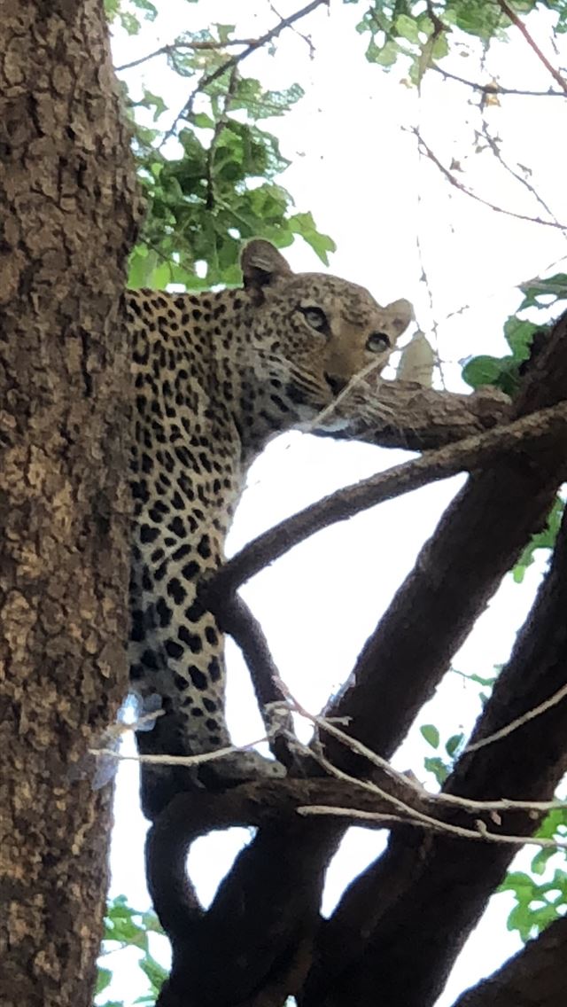 1284x2778 lower zambezi national park - lower zambezi national park iPhone Wallpaper