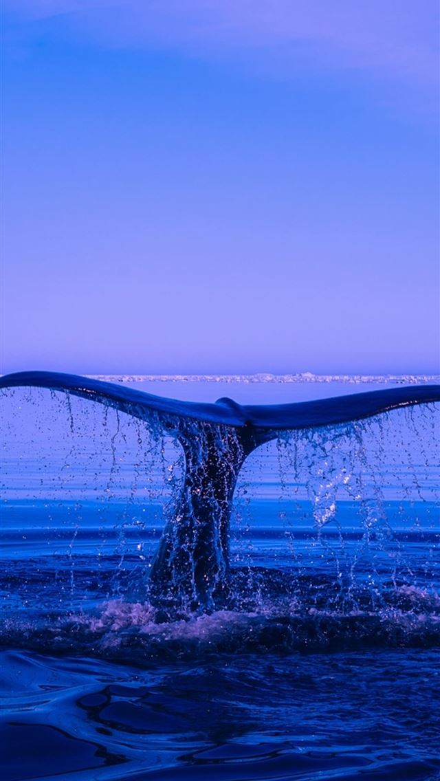 1284x2778 humpback whale - humpback whale iPhone Wallpaper