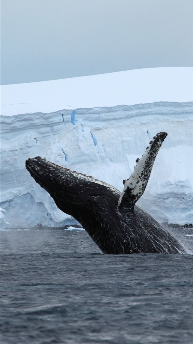 1284x2778 humpback whale - humpback whale iPhone Wallpaper
