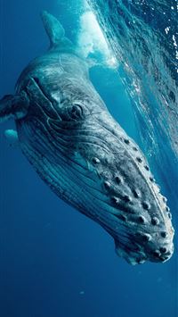 humpback whale wallpaper