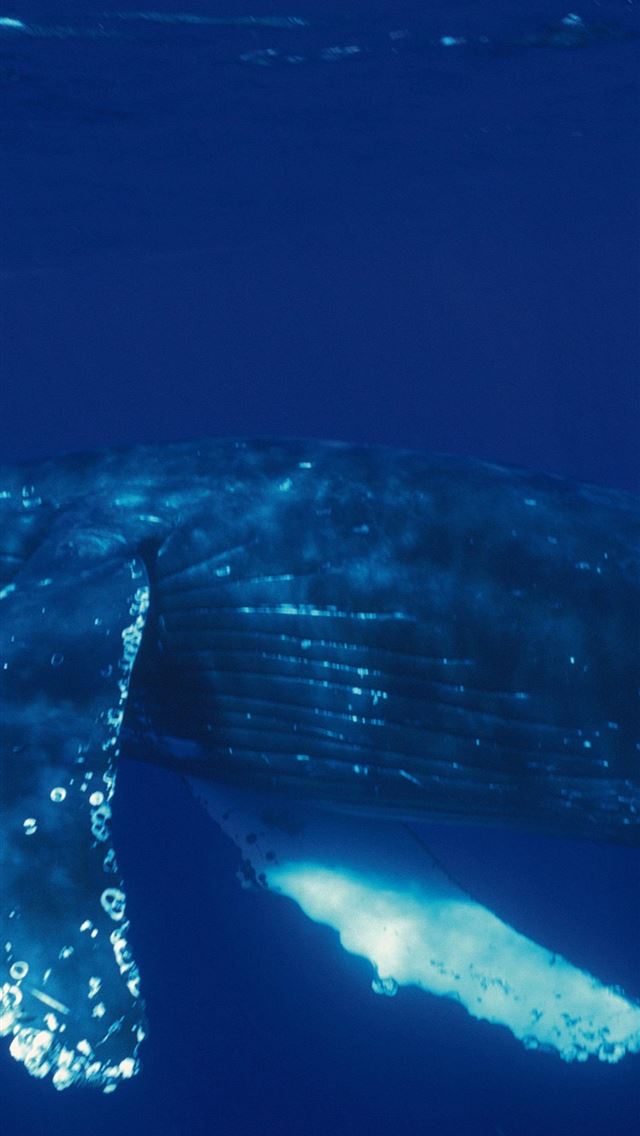 1284x2778 humpback whale - humpback whale iPhone Wallpaper