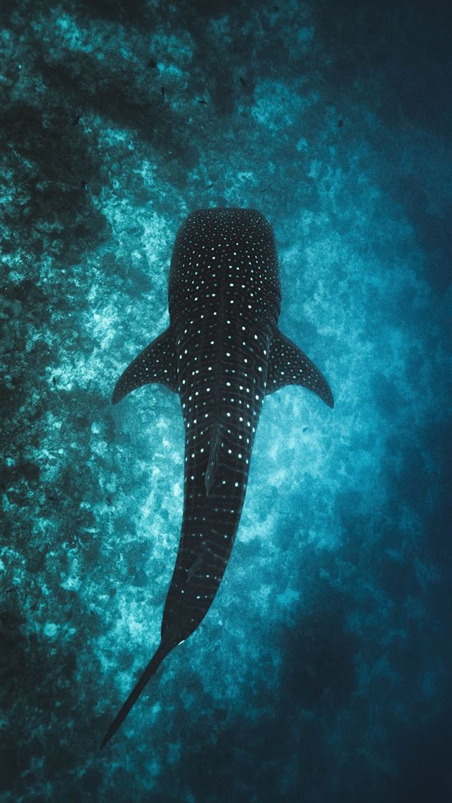 1284x2778 humpback whale - humpback whale iPhone Wallpaper