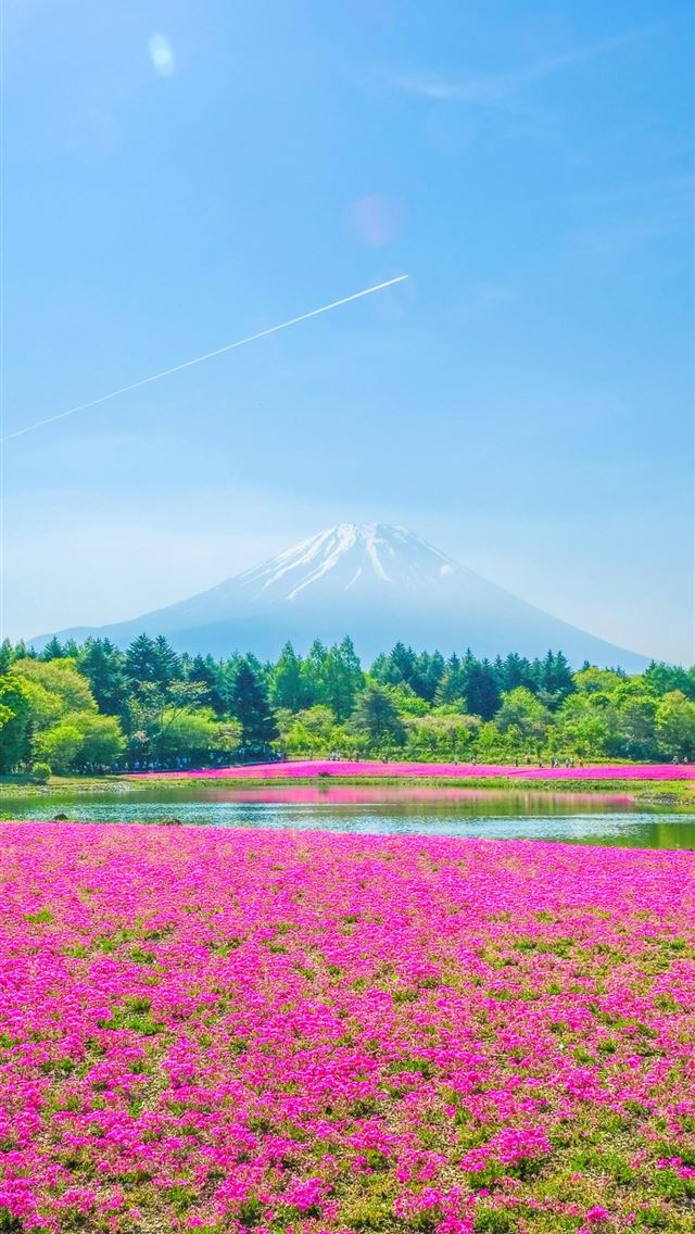 1284x2778 fuji shibazakura festival - fuji shibazakura festival iPhone Wallpaper