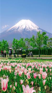 fuji shibazakura festival wallpaper