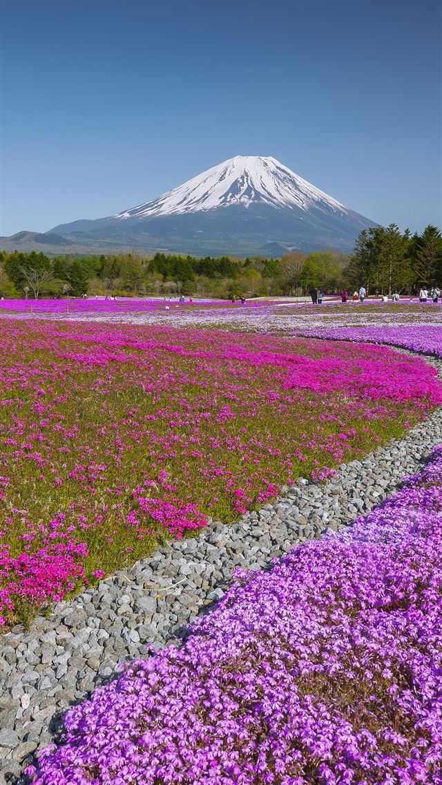 1284x2778 fuji shibazakura festival - fuji shibazakura festival iPhone Wallpaper