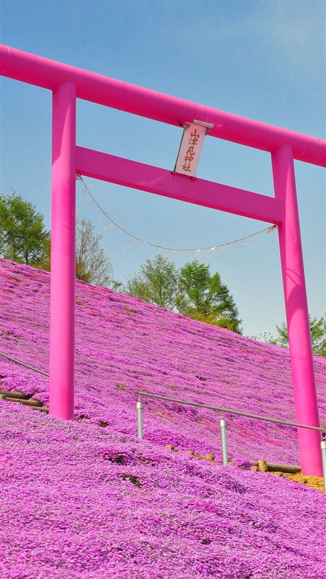 1284x2778 fuji shibazakura festival - fuji shibazakura festival iPhone Wallpaper