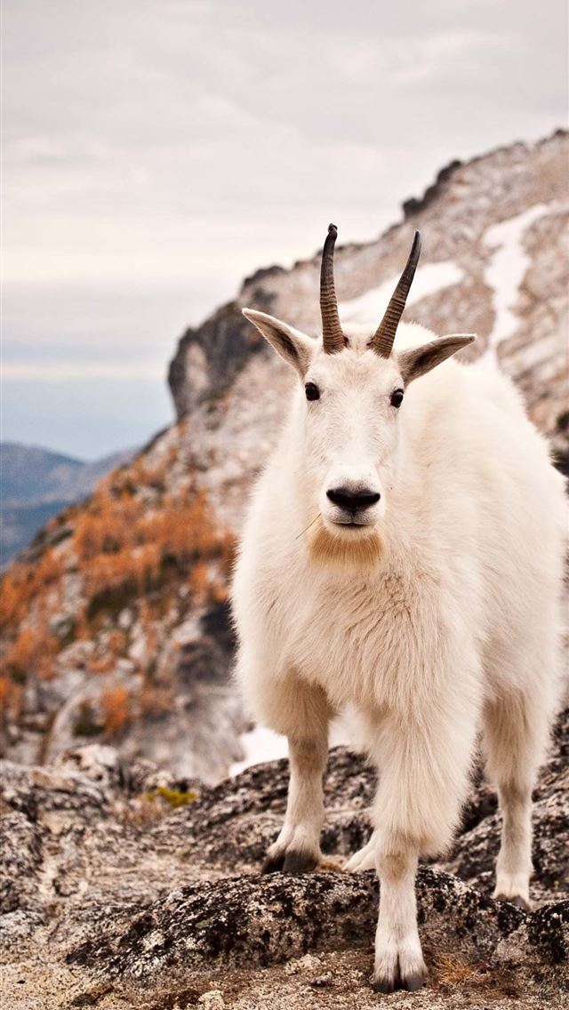 1125x2436 gates of the arctic national park and preserve - gates of the arctic national park and preserve iPhone Wallpaper