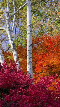 connecticut wallpaper