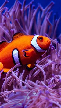 new caledonia wallpaper