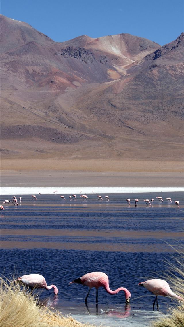 1284x2778 laguna colorada - laguna colorada iPhone Wallpaper