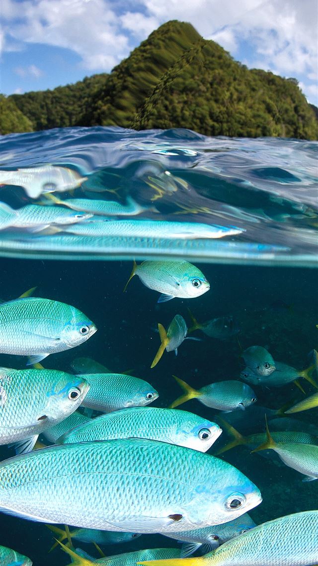 1284x2778 palau - palau iPhone Wallpaper