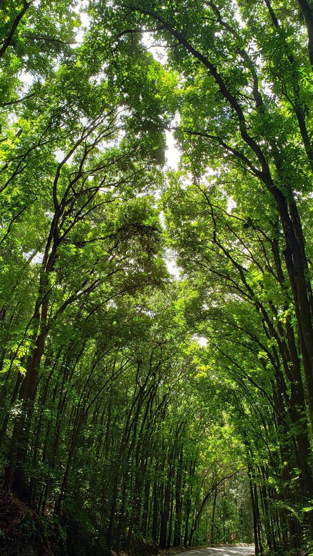 1284x2778 bohol - bohol iPhone Wallpaper