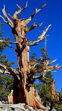 great basin national park wallpaper