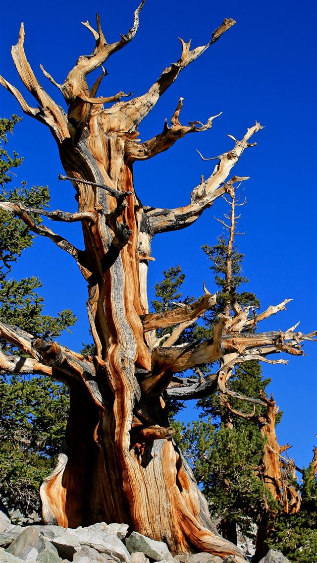 1284x2778 great basin national park - great basin national park iPhone Wallpaper