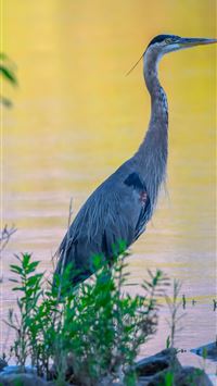 herons wallpaper