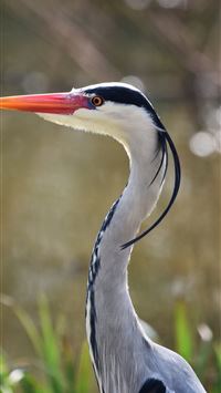 herons wallpaper