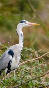 herons wallpaper