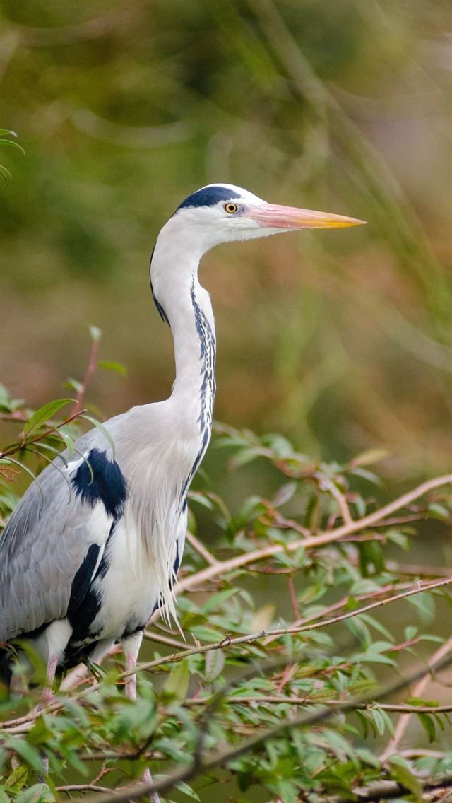 1125x2436 herons - herons iPhone Wallpaper