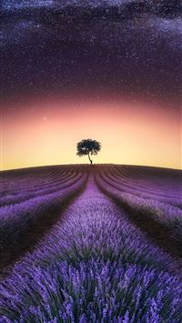 summer solstice wallpaper