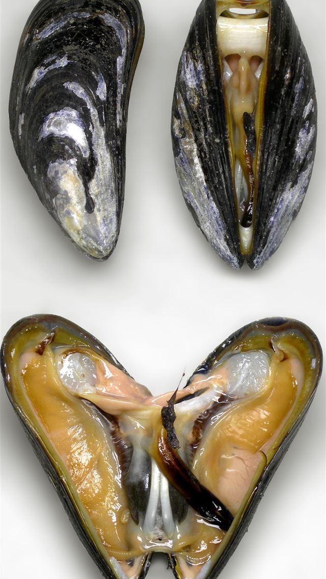1284x2778 clams - clams iPhone Wallpaper