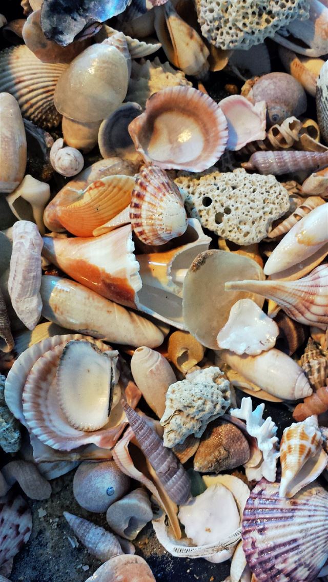 1284x2778 clams - clams iPhone Wallpaper