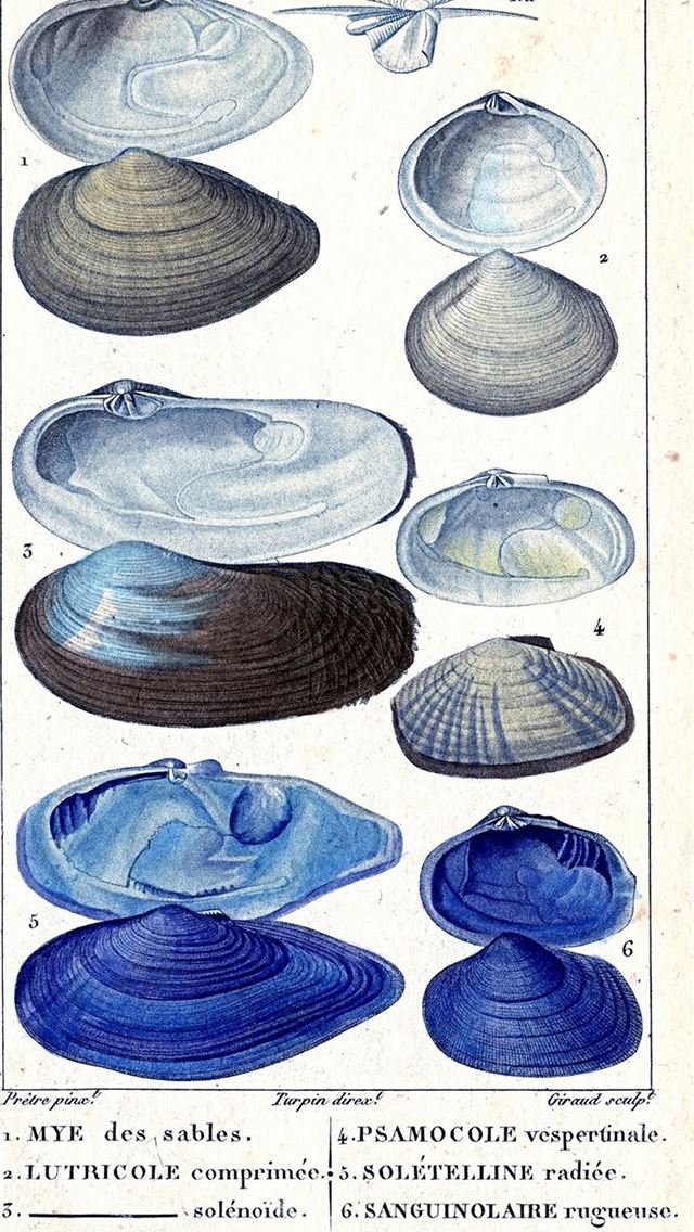 1284x2778 clams - clams iPhone Wallpaper