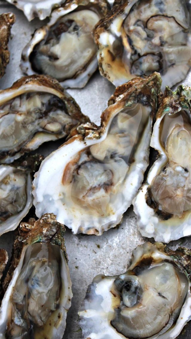 1284x2778 clams - clams iPhone Wallpaper