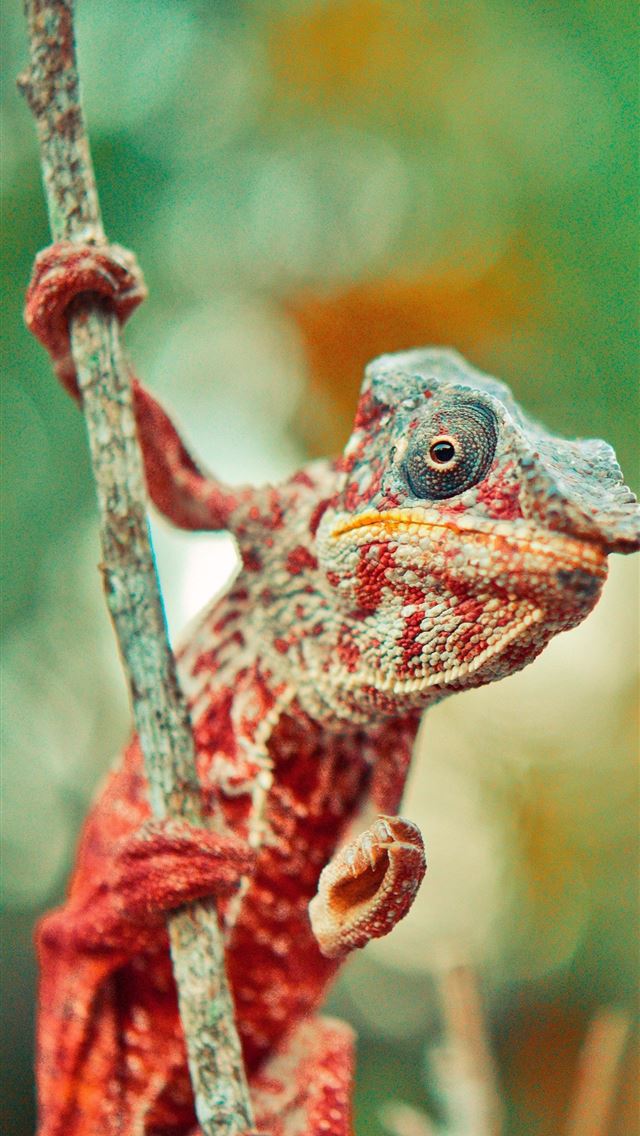 1284x2778 charmeleon hd - charmeleon hd iPhone Wallpaper