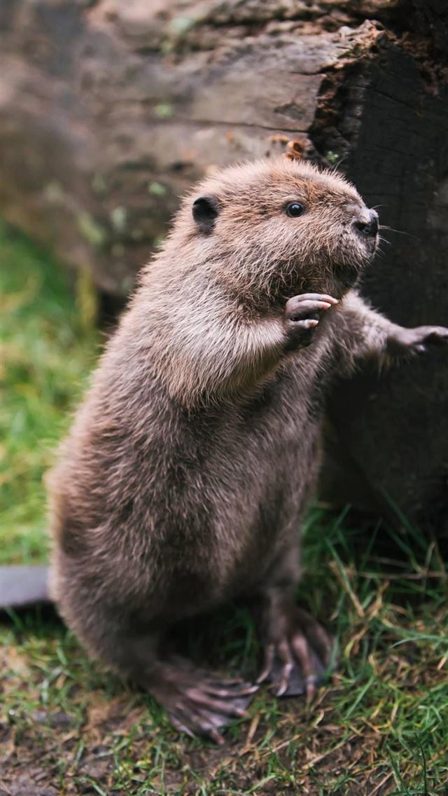 1284x2778 beaver - beaver iPhone Wallpaper