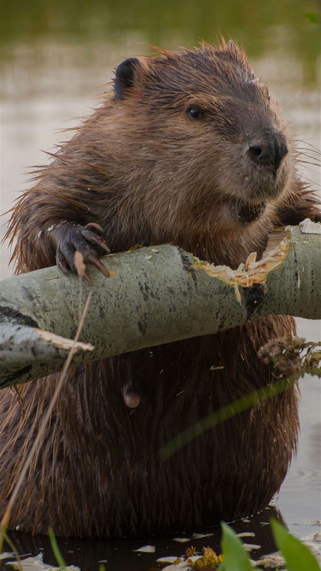 Best Beaver iPhone HD Wallpapers - iLikeWallpaper