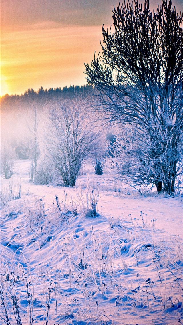 1284x2778 beaver - beaver iPhone Wallpaper