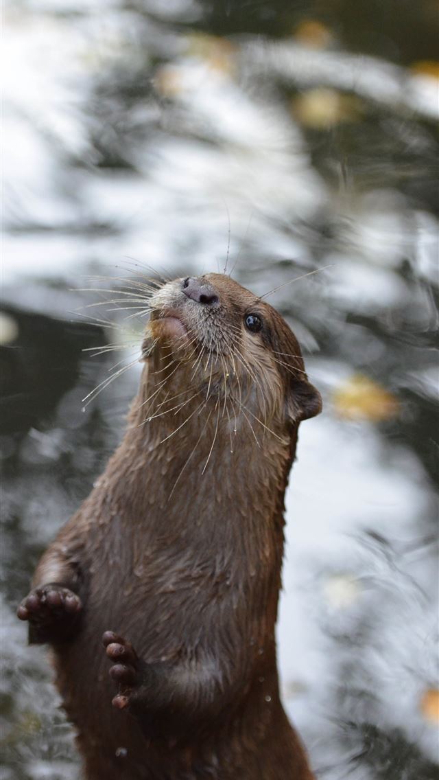 1284x2778 beaver - beaver iPhone Wallpaper