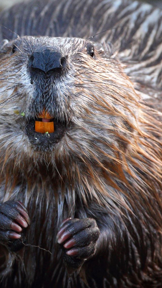 1284x2778 beaver - beaver iPhone Wallpaper