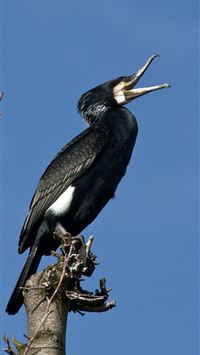 cormorant wallpaper