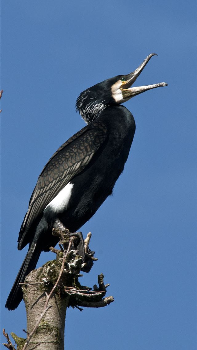 1284x2778 cormorant - cormorant iPhone Wallpaper