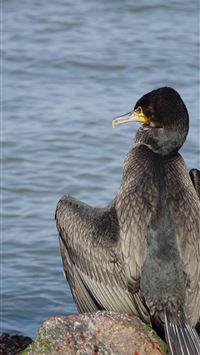 cormorant wallpaper