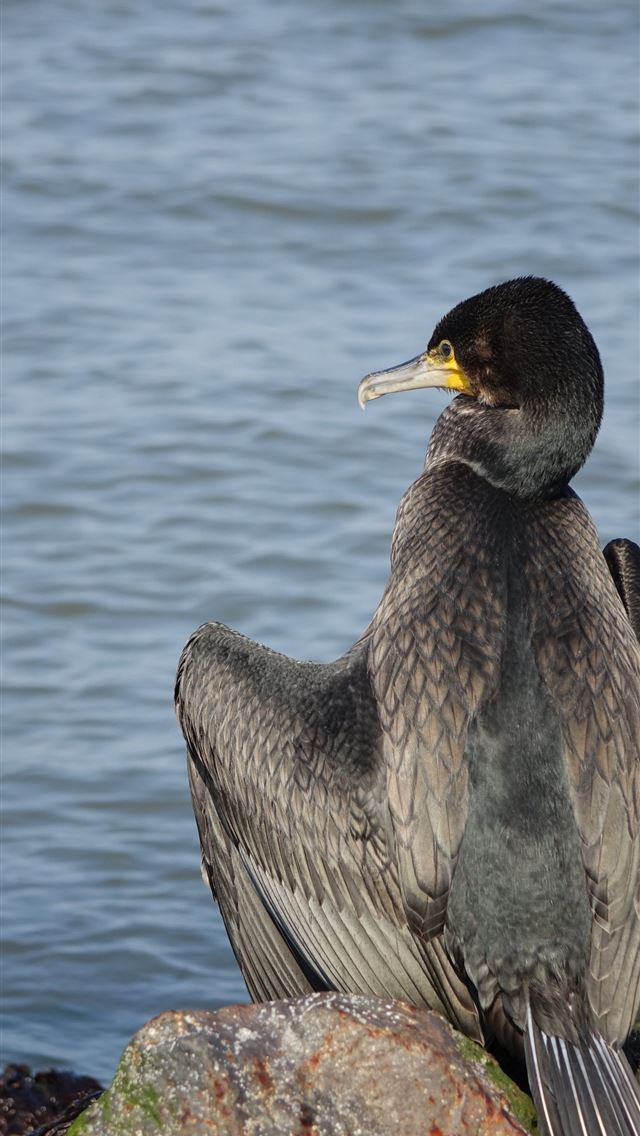 1284x2778 cormorant - cormorant iPhone Wallpaper