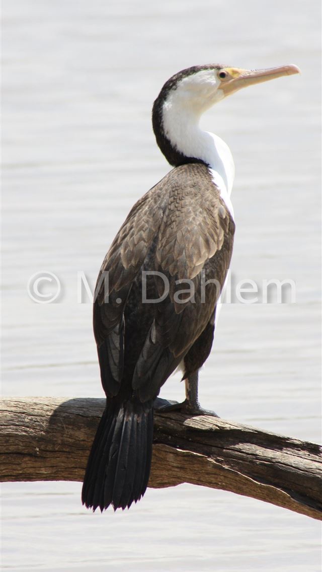 1284x2778 cormorant - cormorant iPhone Wallpaper
