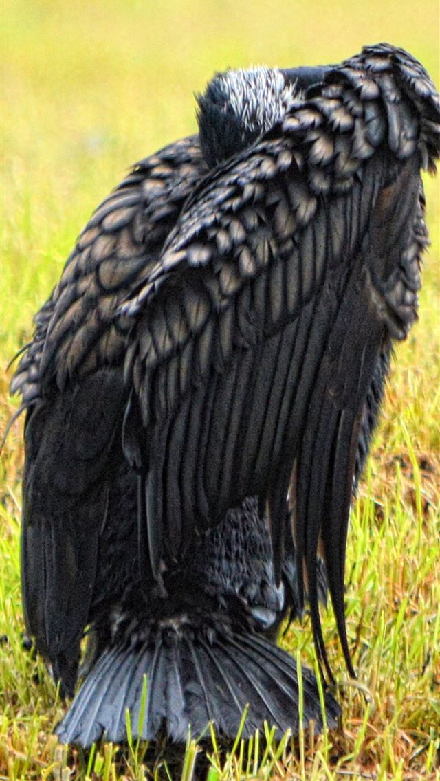 1284x2778 cormorant - cormorant iPhone Wallpaper