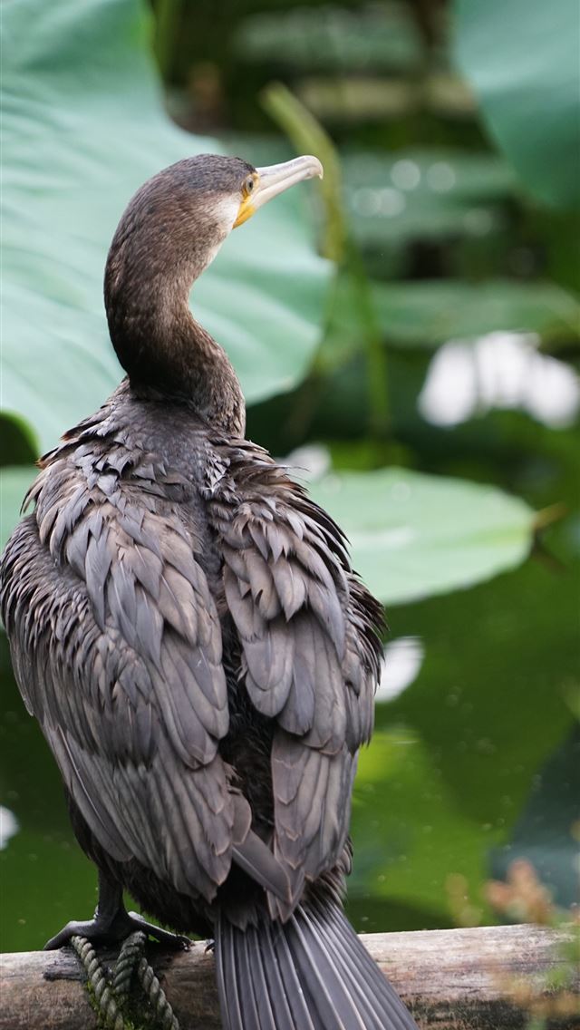 1284x2778 cormorant - cormorant iPhone Wallpaper
