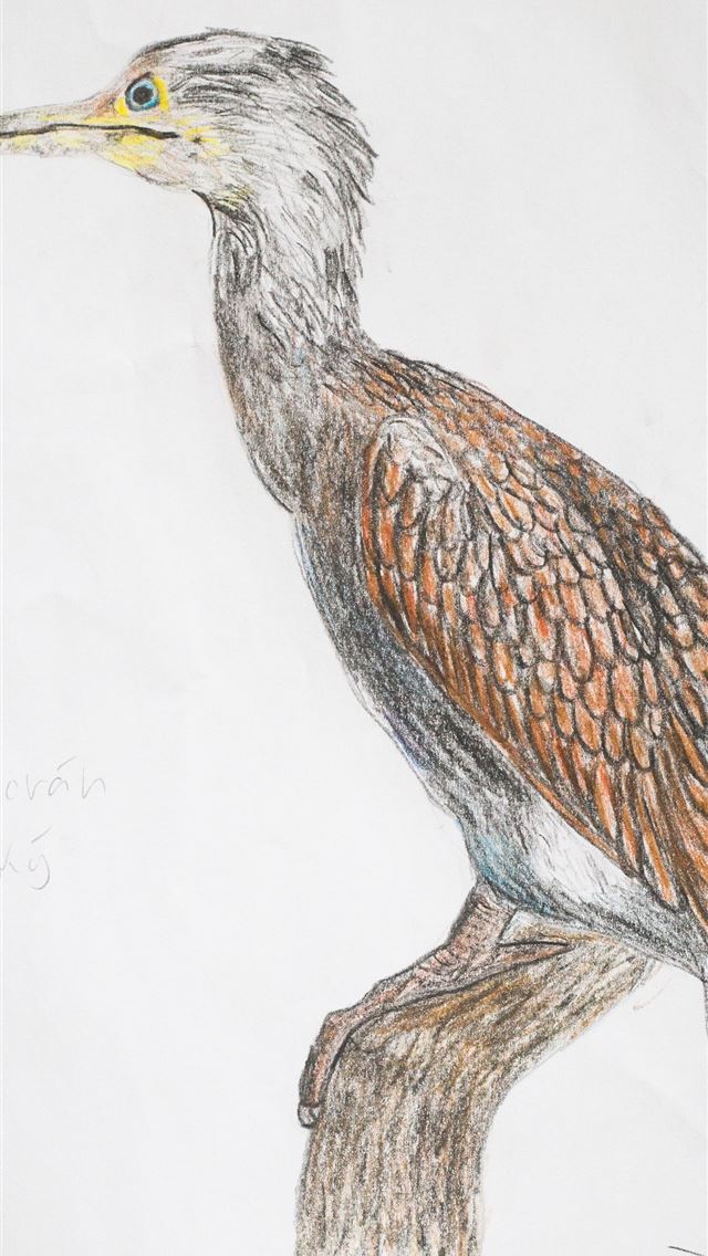 1284x2778 cormorant - cormorant iPhone Wallpaper