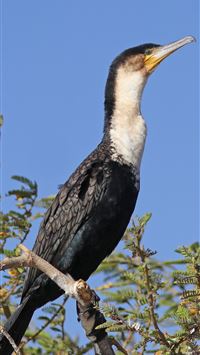 cormorant wallpaper
