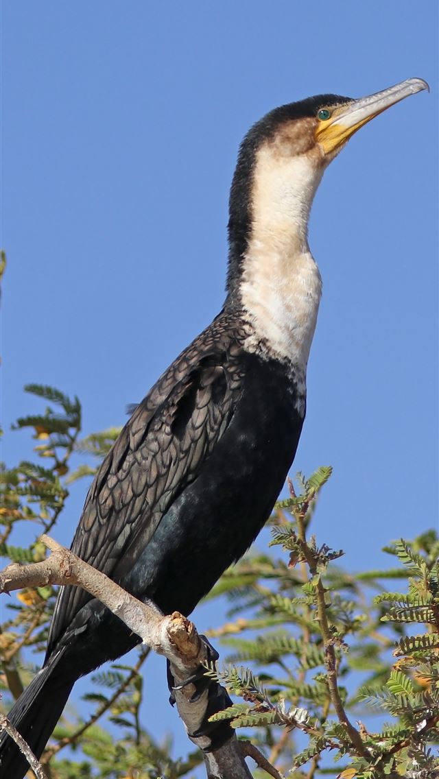 1284x2778 cormorant - cormorant iPhone Wallpaper