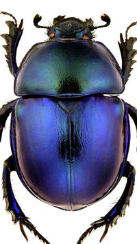 beetle insect wallpaper