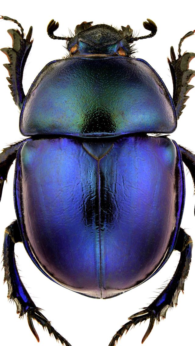 1284x2778 beetle insect - beetle insect iPhone Wallpaper