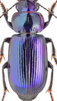 beetle insect wallpaper