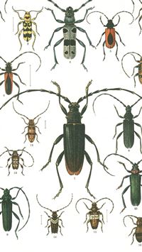 beetle insect wallpaper