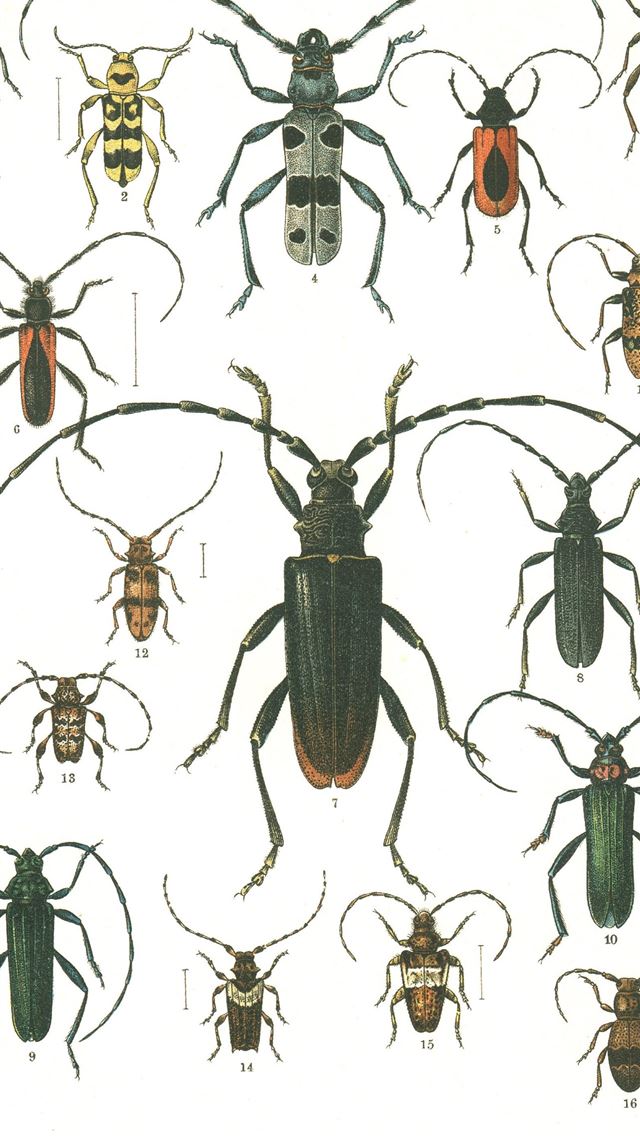 1284x2778 beetle insect - beetle insect iPhone Wallpaper