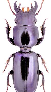 beetle insect wallpaper