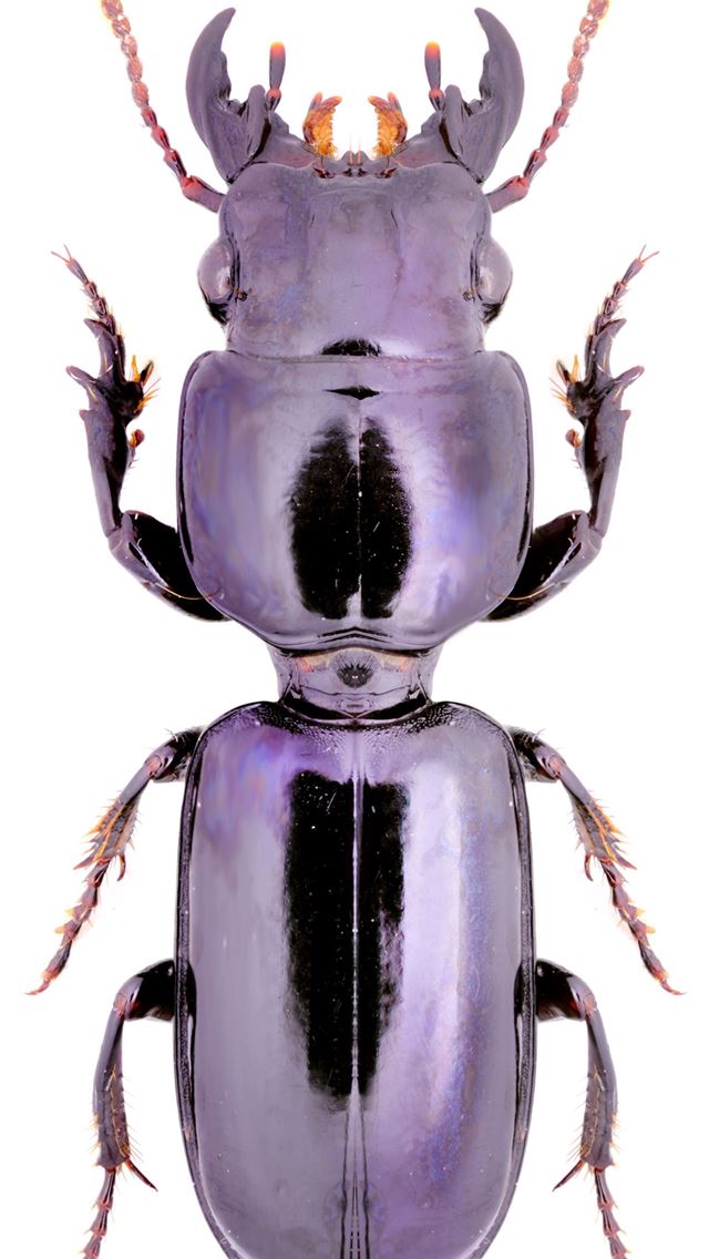 1284x2778 beetle insect - beetle insect iPhone Wallpaper